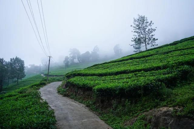 Lime Light Resort Munnar Exteriér fotografie